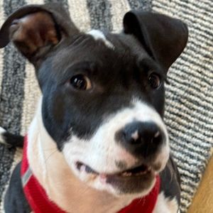 Meet your Posher, Janet batt